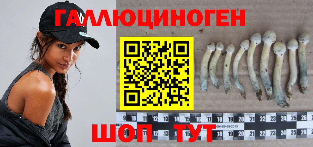 Псилоцибиновые грибы Psilocybe Черкесск